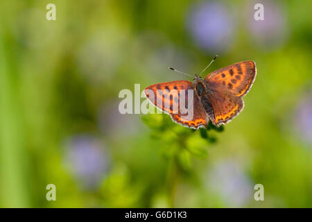 Violetta rame, femmina, Germania / (Lycaena helle) Foto Stock