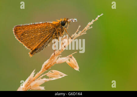 Essex Skipper, dewdrop, Germania / (Thymelicus lineola) Foto Stock