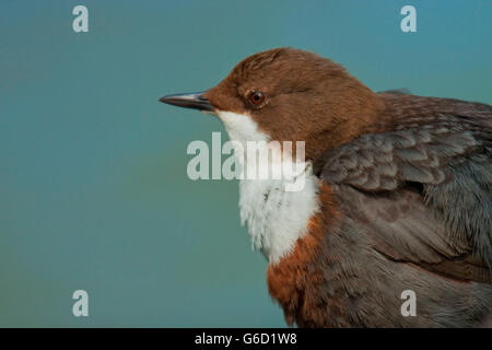 Bianco-throated dipper, Germania / (Cinclus cinclus) Foto Stock