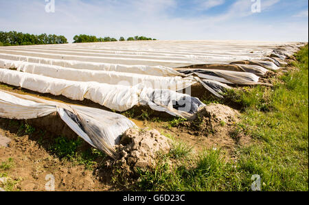 Campo di asparagi in Baviera coperta con una pellicola di plastica Foto Stock