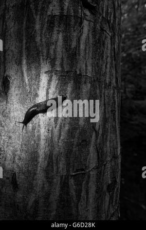 Limax cinereoniger su un tronco di albero Foto Stock