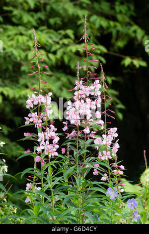 Alti picchi di fiori di forma selezionata del Rosebay willow herb, Chamaenerion angustifolium 'Stahl Rose' Foto Stock