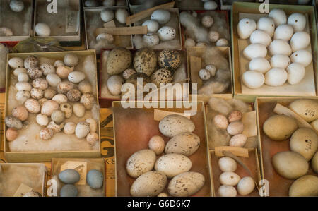 New Jersey museo di stato Trenton Foto Stock