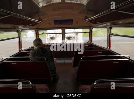 La più grande marionetta di orsi polari del mondo è vista dall'interno di un autobus di Londra, come è svelata da Greenpeace a North Weald Airfield in Essex. L'orso è stato fatto guidare una sfilata artica attraverso il centro di Londra il 15 settembre per evidenziare la necessità di una maggiore protezione per l'Artico. Foto Stock