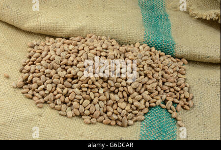 Materie asciutto non cotti fagioli pinto su tela Foto Stock