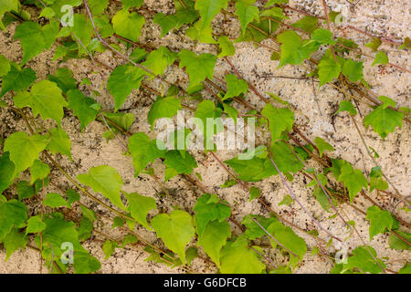 Verde foglie d'edera su una luce parete gialla Foto Stock