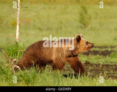 Eurasian l'orso bruno (Ursus arctos arctos) a Kuusamo in Finlandia, nei pressi della frontiera con la Russia. Foto Stock