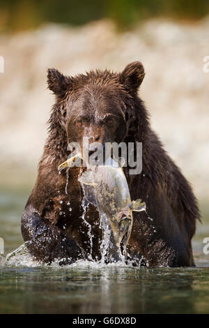 Stati Uniti d'America, Alaska Katmai National Park, Kinak Bay, l'orso bruno (Ursus arctos) catture salmoni nel flusso di poco profondi sul pomeriggio autunnale Foto Stock