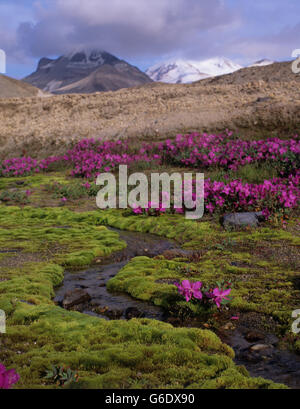 Stati Uniti d'America, Alaska Katmai National Park, Fireweed (Epilobium angustifolium) fiorisce in ceneri vulcaniche nella Valle dei Diecimila Fumi. Foto Stock