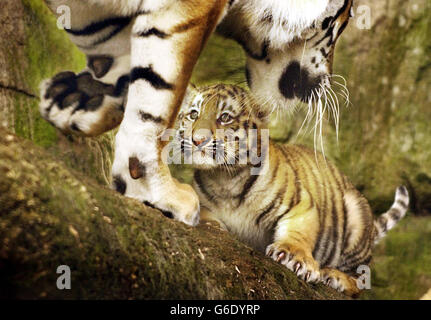 Uno dei tre cuccioli di tigre di Amur, nati a marzo, con la madre Sasha, è stato aperto al pubblico allo zoo di Edimburgo, dopo l'apertura del loro nuovo recinto da parte dell'autore Yann Martel, vincitore del Premio Booker. Il recinto è stato trasformato per fornire mamma Sasha, *..dad Yuri e tre cuccioli Vlad, Shilka e Zeya con cinque volte lo spazio che avevano prima. La tigre di Amur è ufficialmente riconosciuta dall'Unione Mondiale della conservazione come in pericolo , principalmente a causa della caccia eccessiva per la sua pelle e le parti del corpo per la medicina tradizionale. Foto Stock