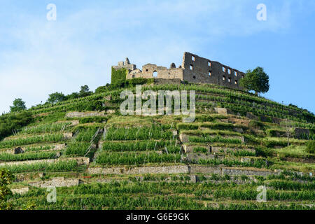 Il castello di Staufen e vigneti, Staufen im Breisgau, Germania, Baden-Württemberg, Schwarzwald, Foresta Nera Foto Stock