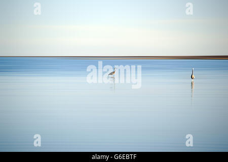 Aironi al Salton Sea Foto Stock