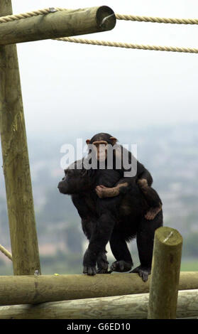 Lo Zoo di Edimburgo - contenitore di scimpanzé Foto Stock