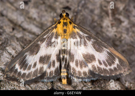 Piccola gazza tarma (Anania hortulata). Arditamente modellato micro moth nella famiglia Crambidae, precedentemente Pyralidae Foto Stock
