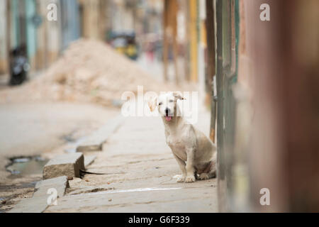 Cane in strada a l'Avana, Cuba Foto Stock