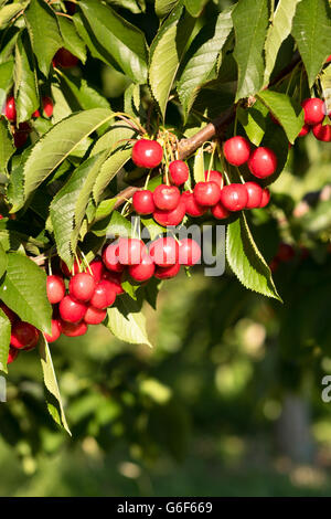 Agriturismo fresche Ciliege dolci frutti della vigna Cherry Tree Farm Agricoltura Foto Stock