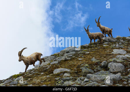 Alpine Ibex ( Capra ibex ), Alpi Neukirchen am Großvenediger, Austria, Salisburgo, Nationalpark Hohe Tauern Foto Stock