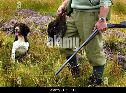 Il guardiano Alex Hogg lavora la terra con il suo cane Tilly, all'inizio della stagione di tiro al gallo a Eddleston, Scozia. I tiratori sono stati avvertiti che potrebbero lottare per trovare il gallo mentre la stagione di caccia è stata avviata - perché l'ondata di calore ha inviato gli uccelli alla ricerca di acqua. Il glorioso dodicesimo ha segnato l'inizio della tradizionale stagione di tiro in Scozia e nel nord dell'Inghilterra. Foto Stock