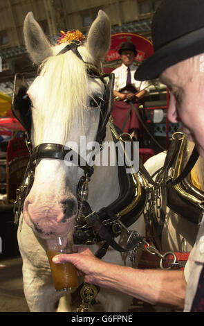 Albert, un cavallo Shire di 13 anni, è alimentato da una pinta di birra Everards Tiger della birreria Leicestershire da Fred Cox, da Welwyn in Hertfordshire, un dipendente della birreria McMullen a Herts, all'annuale Great British Beer Festival che si tiene ad Olympia a Londra ovest. La fabbrica di birra McMullen consegnava la sua birra al festival a cavallo e beve per sostenere l'appello della Campagna per la birra reale (CAMRA) al governo di estendere l'imposta progressiva alla quantità massima consentita dall'UE. Ciò consentirebbe ai produttori indipendenti di birra a conduzione familiare di competere nel mercato consolidato della birra di oggi. Foto Stock