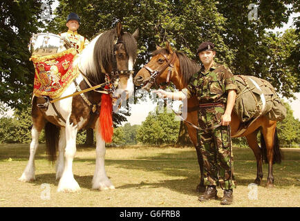 Esercito cavalli su parade Foto Stock