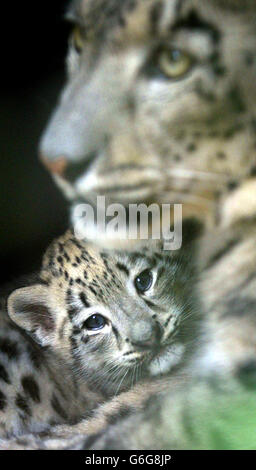 Binu, cucciolo di leopardo di neve di otto settimane, nuzzles fino a sua madre, Yasmin, nel suo recinto, al Marwell Zoo vicino Winchester, Hampshire. I leopardi da neve fanno parte del programma europeo di allevamento delle specie minacciate di estinzione perché l'habitat naturale dei grandi gatti nelle montagne dell'Asia centrale e del Nepal viene distrutto. Gli animali vengono uccisi dagli agricoltori che proteggono il loro bestiame e le loro ossa sono sempre più richieste di farmaci orientali tradizionali. Foto Stock