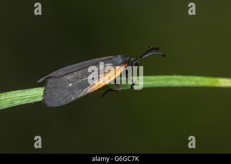 Un arancione-patchato Smoky Tarma (Pyromorpha dimidiata) aderisce ad una lama di erba. Foto Stock