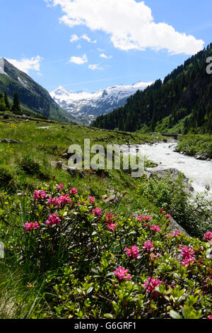 Obersulzbachtal , affacciato al vertice Großer Geiger ( a sinistra) , in primo piano la hairy alpenrose ( Rhododendron hirsutum ) Foto Stock