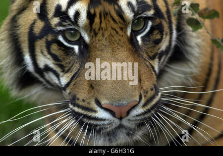 Sigra la tigre di Sumatra Foto Stock