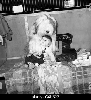 Il Crufts - Earls Court, Londra Foto Stock