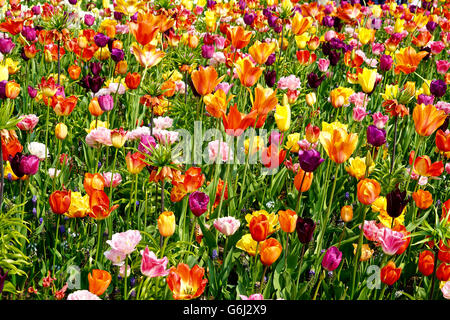 Primo piano di un multi-colore campo di tulipani Foto Stock