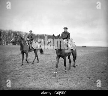 Corse ippiche - Lester Piggot. Jockey Lester Piggot. Foto Stock