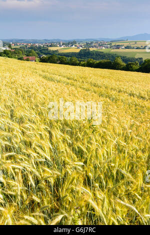 Bucklige Welt : Vista Hochwolkersdorf e Wiesmath, campo di segale mosse dal vento, Hochwolkersdorf, Austria, Niederösterreich, inferiore Foto Stock