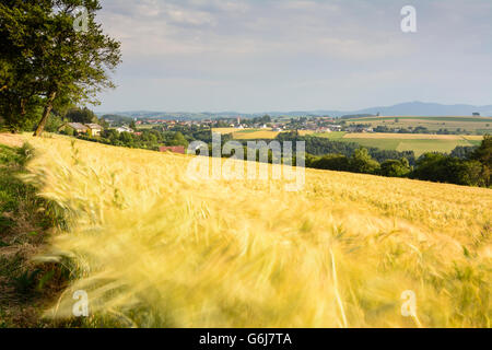 Bucklige Welt : Vista Hochwolkersdorf e Wiesmath, campo di segale mosse dal vento, Hochwolkersdorf, Austria, Niederösterreich, inferiore Foto Stock