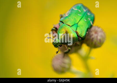Rosa verde chafer, Rhoen montagne, Germania / (Cetonia aurata) Foto Stock