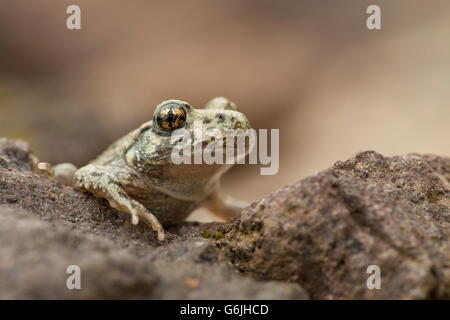 Ostetrica comune toad, Germania / (Alytes obstetricans) Foto Stock