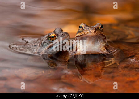 Rana comune, Germania / (Rana temporaria) Foto Stock