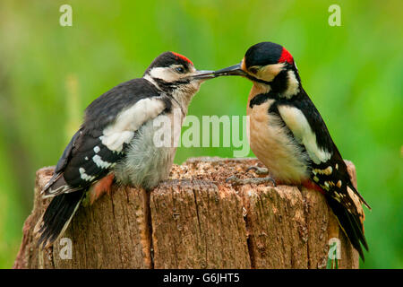 Grande spotted picchi, Germania / (Dendrocopos major) Foto Stock