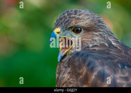 Comune poiana, Germania / (Buteo buteo) Foto Stock