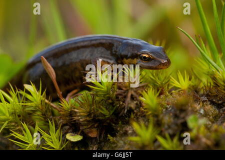 Newt liscia, femmina, Germania / (Lissotriton vulgaris) Foto Stock