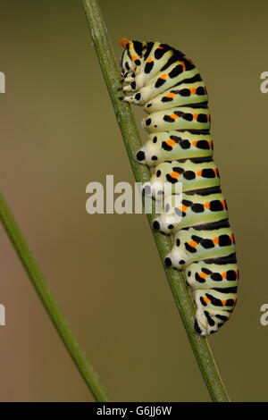 Il vecchio mondo a coda di rondine, Caterpillar, Germania / (Papilio machaon) Foto Stock