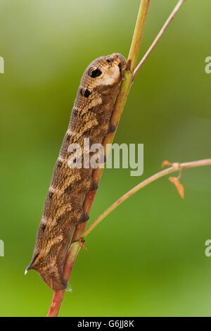 Elephant Hawk-moth, Caterpillar, Germania / (Deilephila elpenor) Foto Stock