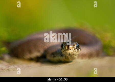 Biscia, Germania / (Natrix natrix) Foto Stock