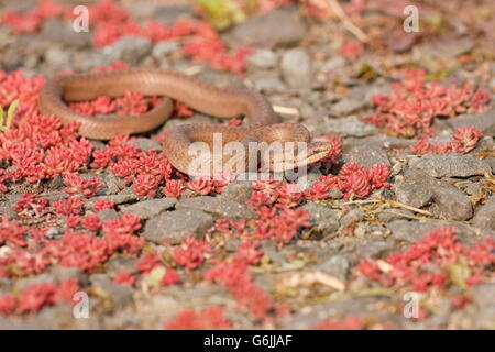 Smooth snake, Germania / (Coronella austriaca) Foto Stock
