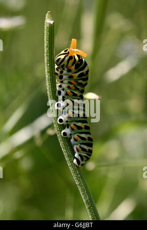 Il vecchio mondo a coda di rondine, Caterpillar, Germania / (Papilio machaon) Foto Stock