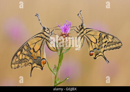 Il vecchio mondo a coda di rondine, Germania / (Papilio machaon) Foto Stock