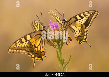 Il vecchio mondo a coda di rondine, Germania / (Papilio machaon) Foto Stock