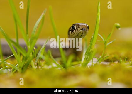 Biscia, Germania / (Natrix natrix) Foto Stock