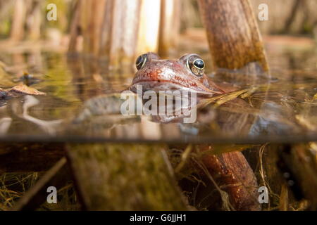 Rana comune, Germania / (Rana temporaria) Foto Stock