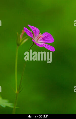 Legno cranesbill, Germania / (Geranium sylvaticum) Foto Stock