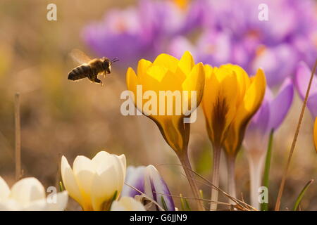 Il miele europeo bee, crocus, Germania / (Apis mellifera)(Crocus) Foto Stock